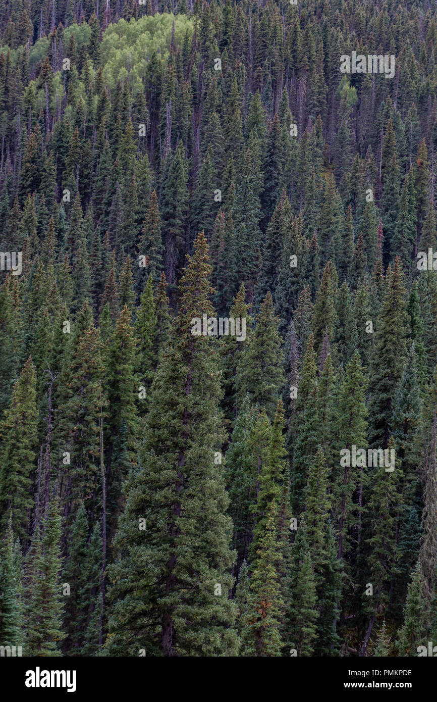 Un sempreverde foresta nella Foresta Nazionale di San Juan vicino a Durango, CO. Ambiente tranquillo Foto Stock