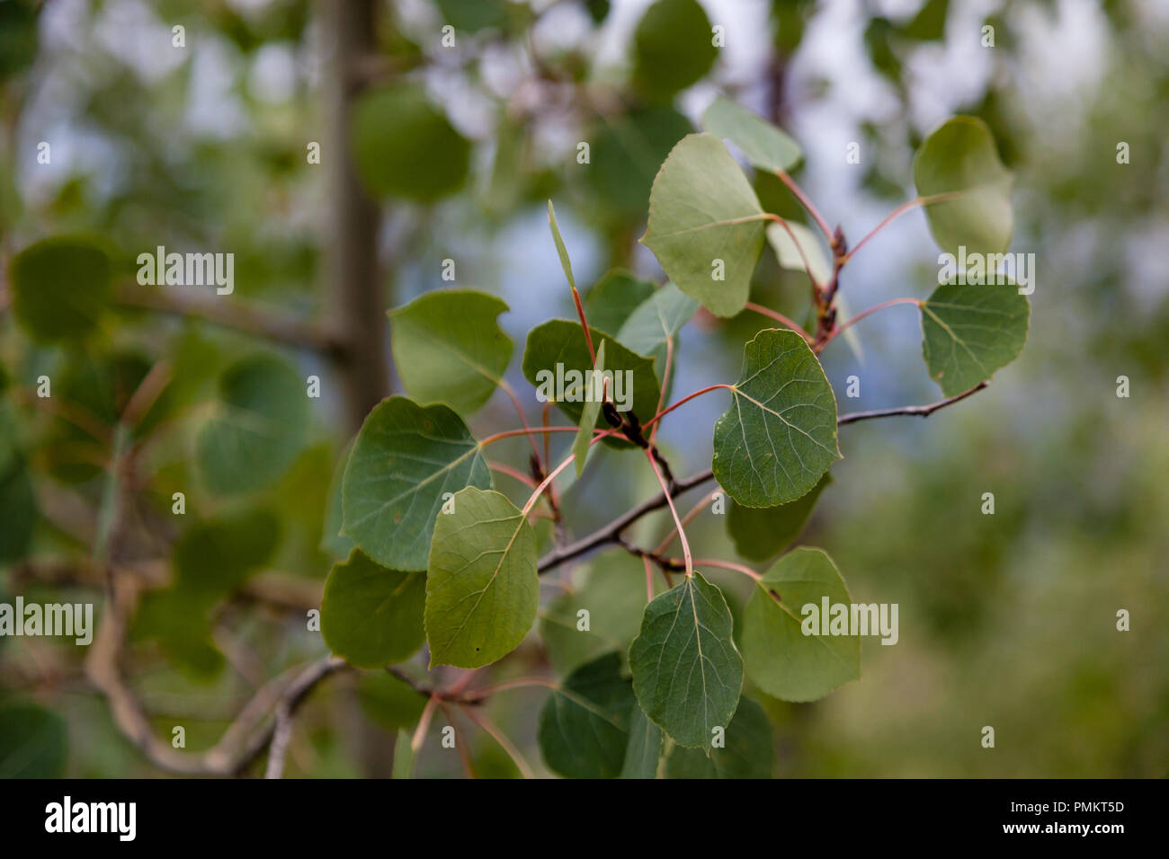 Aspen alberi, la corteccia e il baldacchino nelle Montagne Rocciose vicino a Durango, Colorado, Stati Uniti Foto Stock