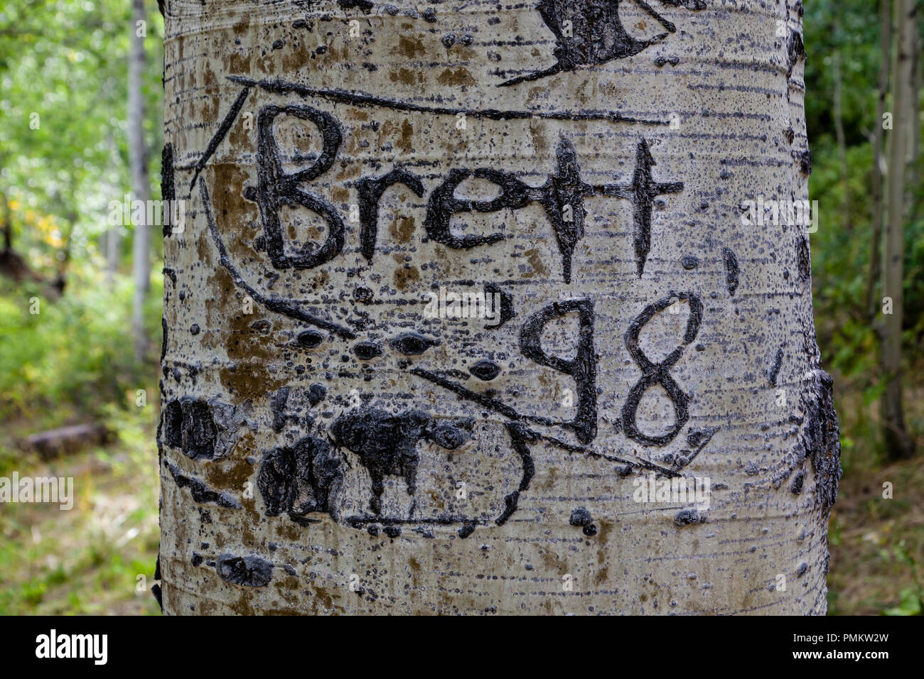 Graffiti su Aspen alberi nelle Montagne Rocciose vicino a Durango, Colorado, STATI UNITI D'AMERICA Foto Stock