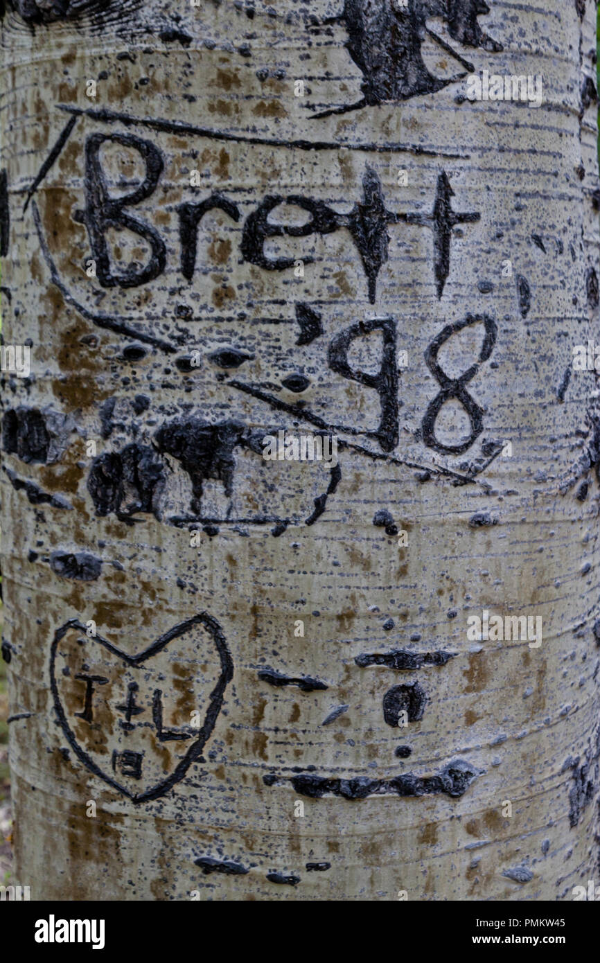 Graffiti su Aspen alberi nelle Montagne Rocciose vicino a Durango, Colorado, STATI UNITI D'AMERICA Foto Stock