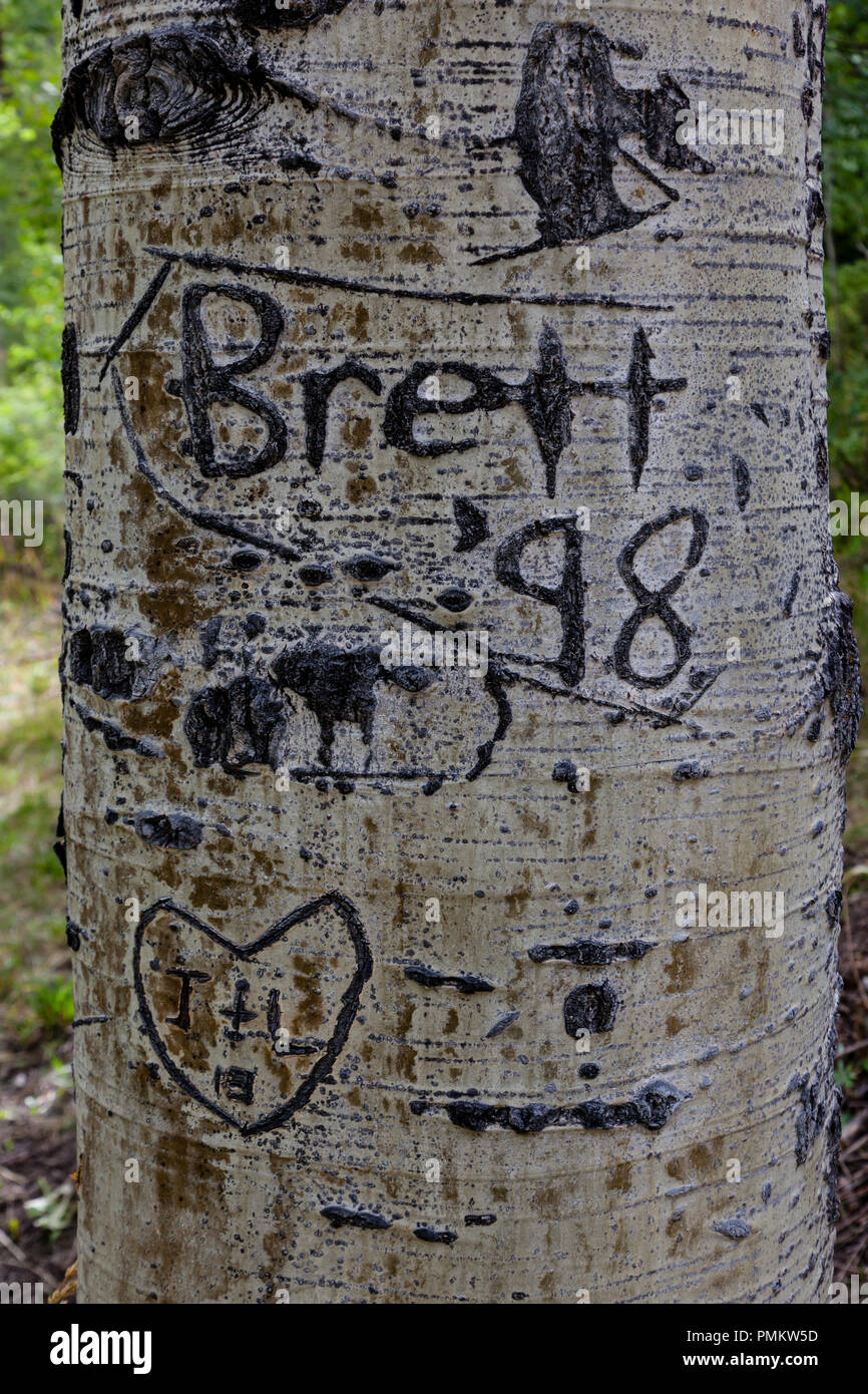 Graffiti su Aspen alberi nelle Montagne Rocciose vicino a Durango, Colorado, STATI UNITI D'AMERICA Foto Stock
