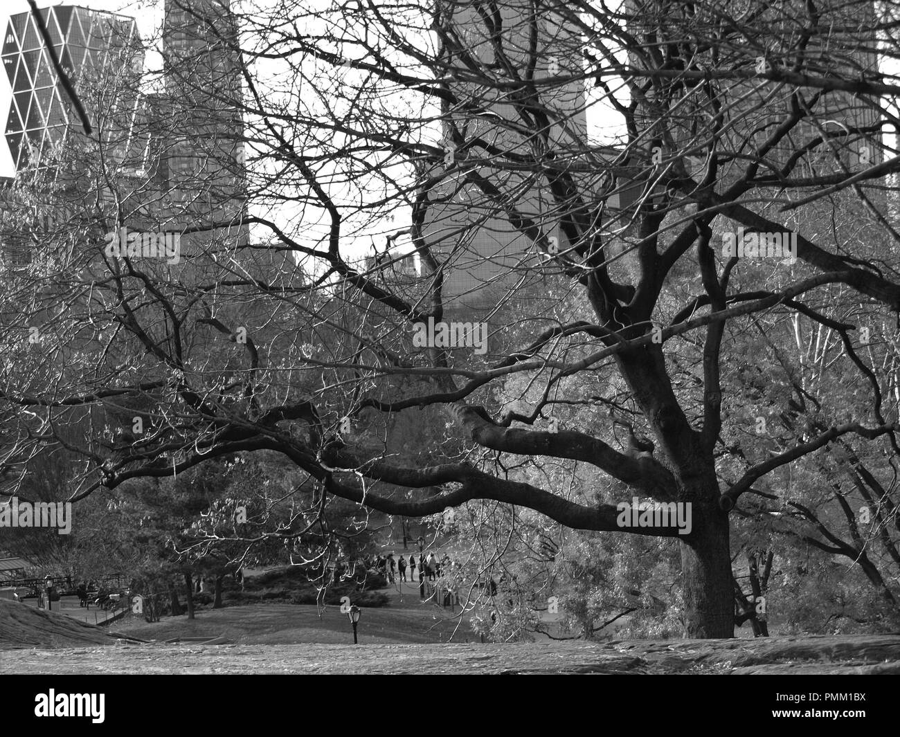 Vecchio albero a Central Park di New York City in bianco e nero Foto Stock