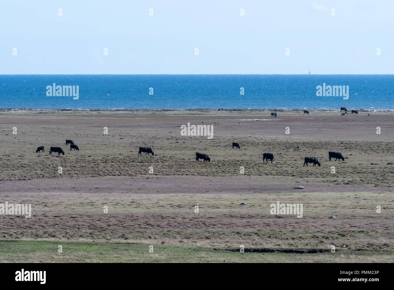 Allevamento di bestiame al pascolo in a Coastal vasta prateria aperta sull'isola svedese Oland nel Mar Baltico Foto Stock
