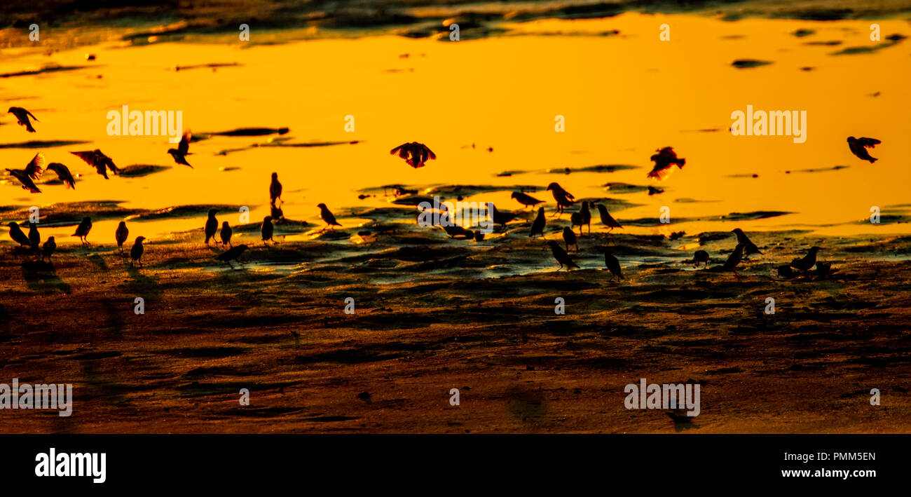 Carmine i gruccioni battenti al tramonto sul fiume Luangwa Foto Stock