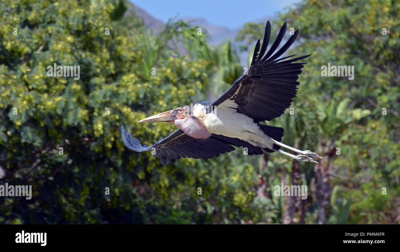 Marabou Stork (Leptoptilus crumeniferus) in volo su jungle Foto Stock