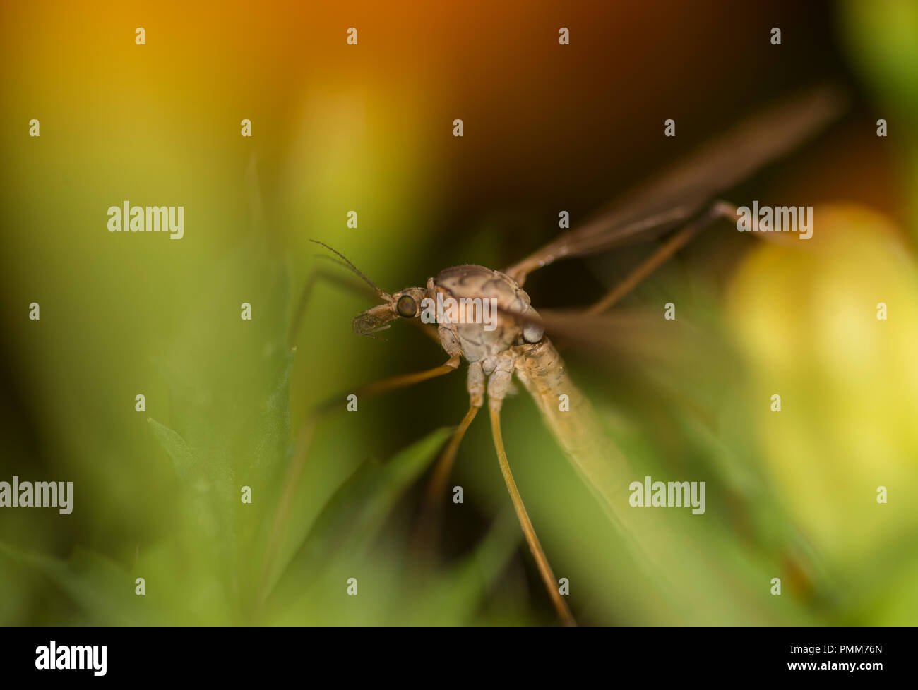 Cranefly su un fiore Foto Stock
