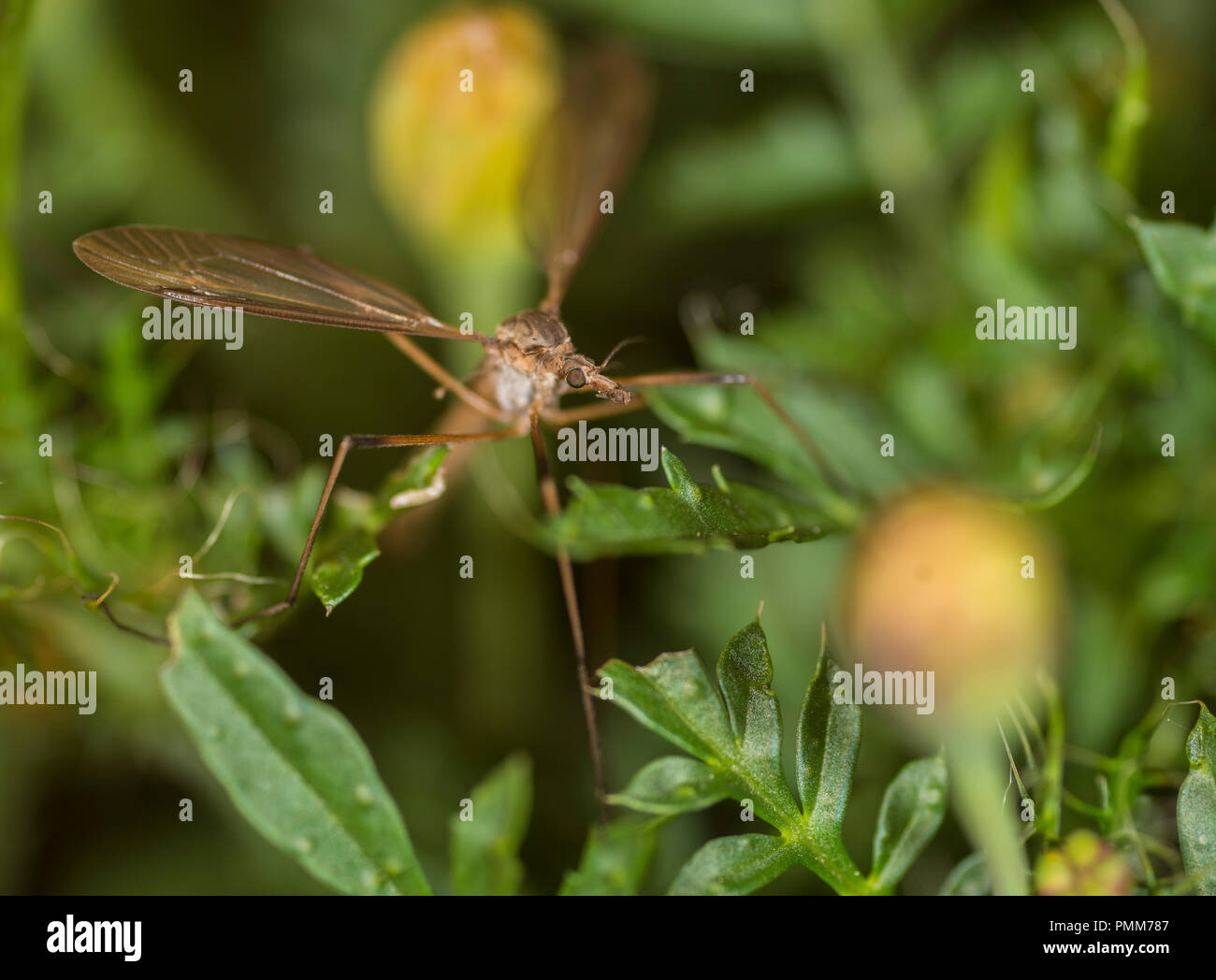 Cranefly su un fiore Foto Stock
