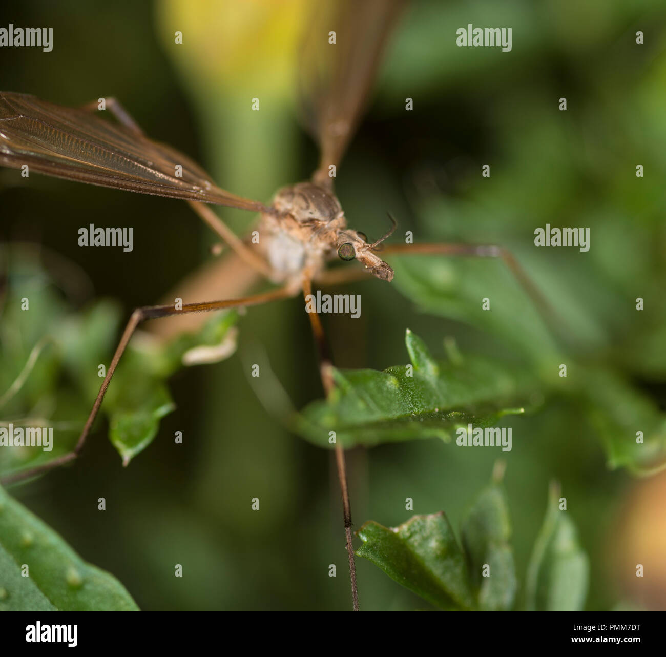 Cranefly su un fiore Foto Stock