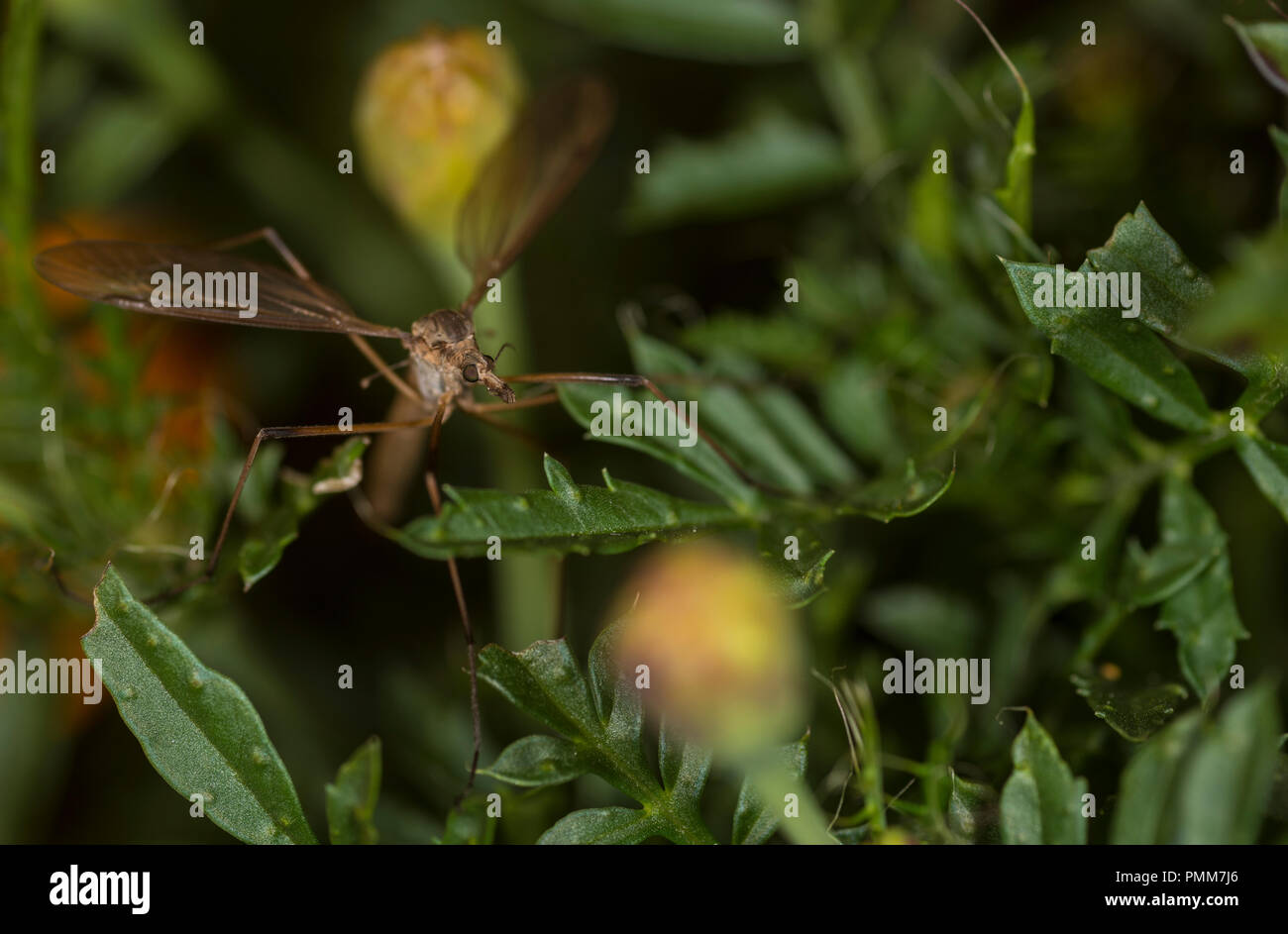 Cranefly su un fiore Foto Stock