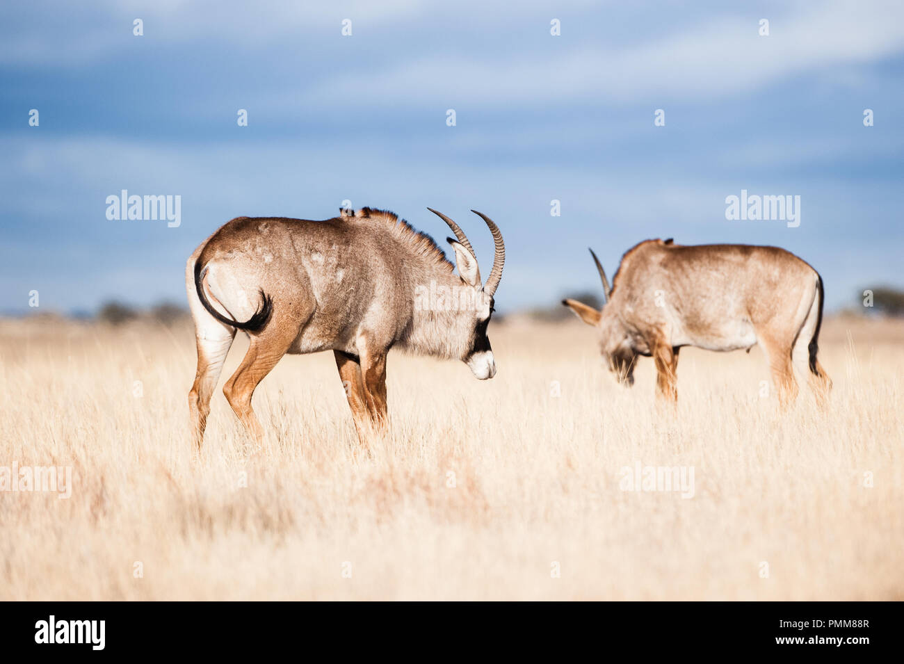 Due Stefano antelope pascolo, Sud Africa Foto Stock