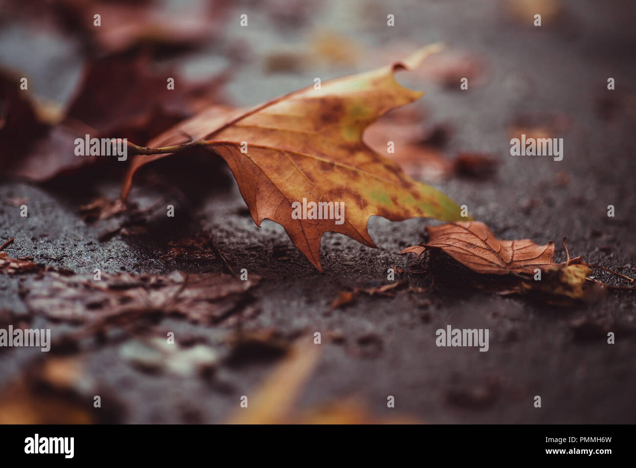Foglie di autunno cadono su un marciapiede umido Foto Stock