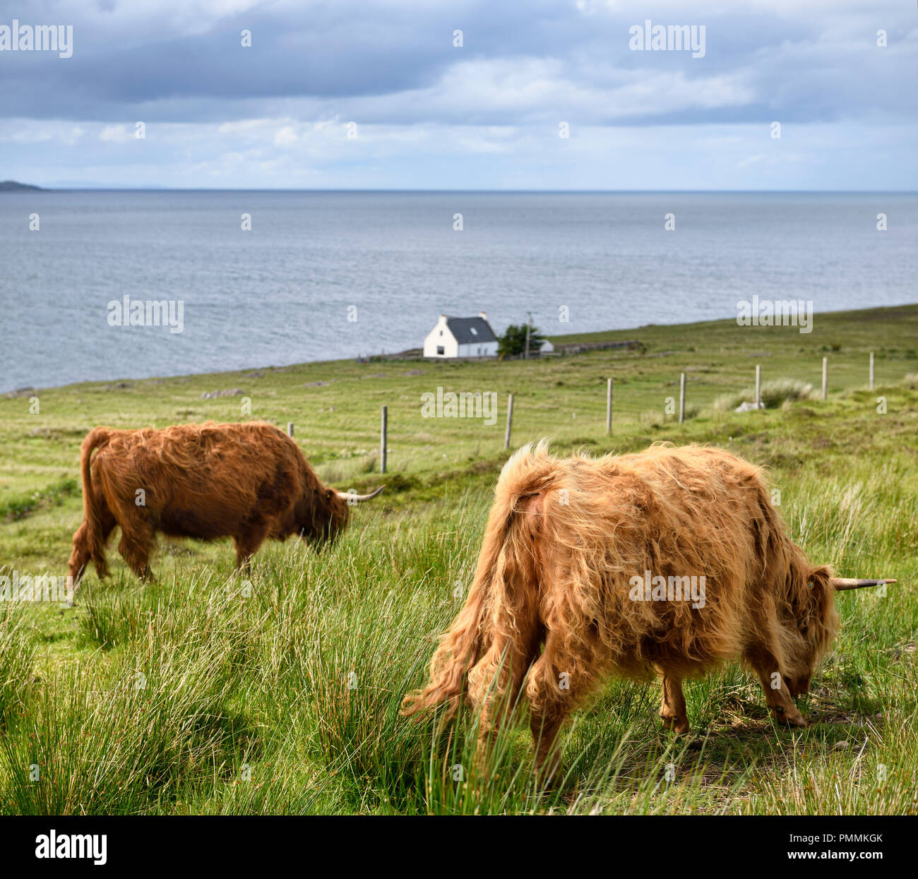 Shaggy red Highland bovini con casa a nord di Applecross sul suono interiore di fronte all isola di Skye Highlands scozzesi Scotland Regno Unito Foto Stock
