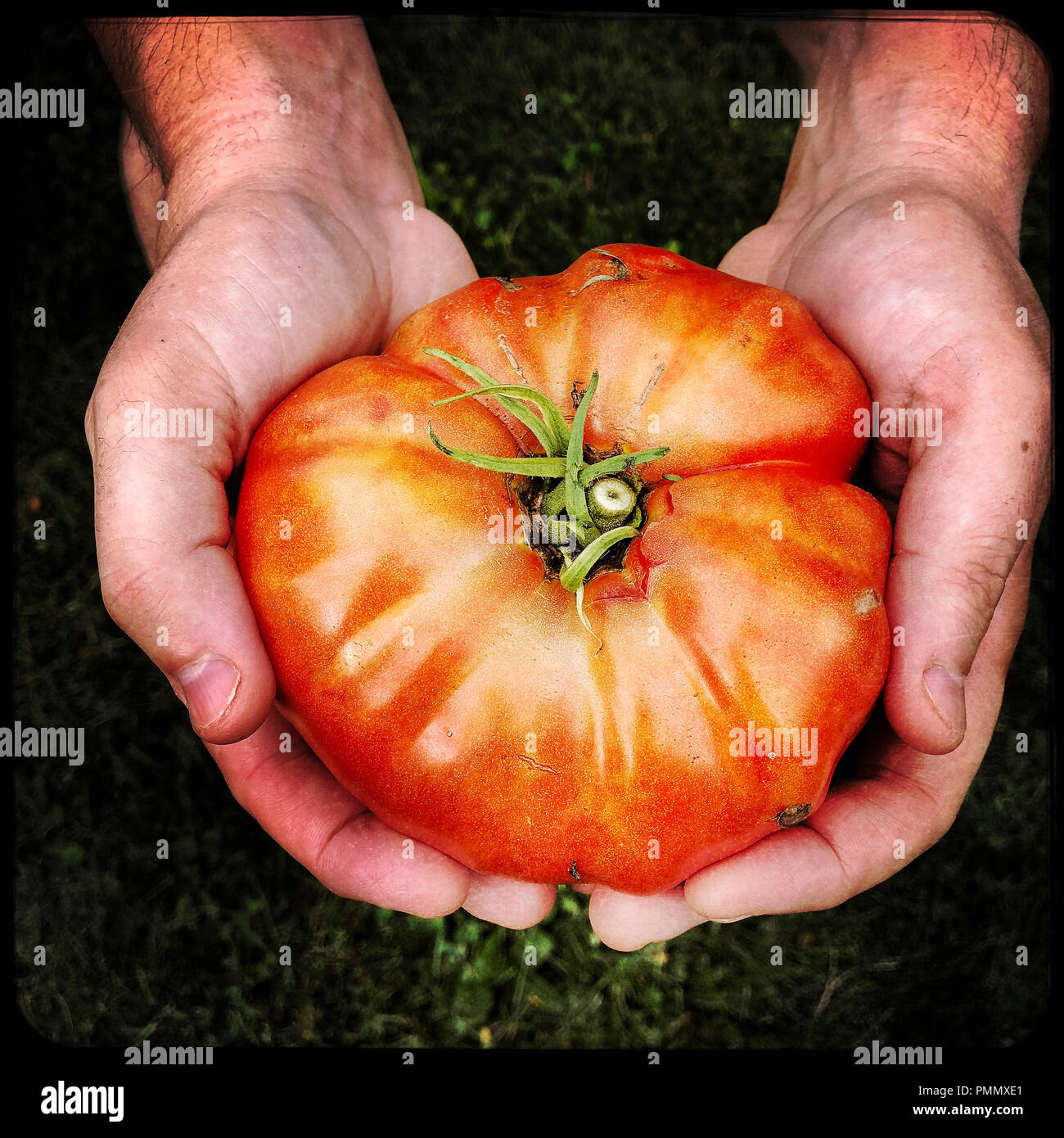 Un cimelio di grandi dimensioni il pomodoro appena raccolto Foto Stock