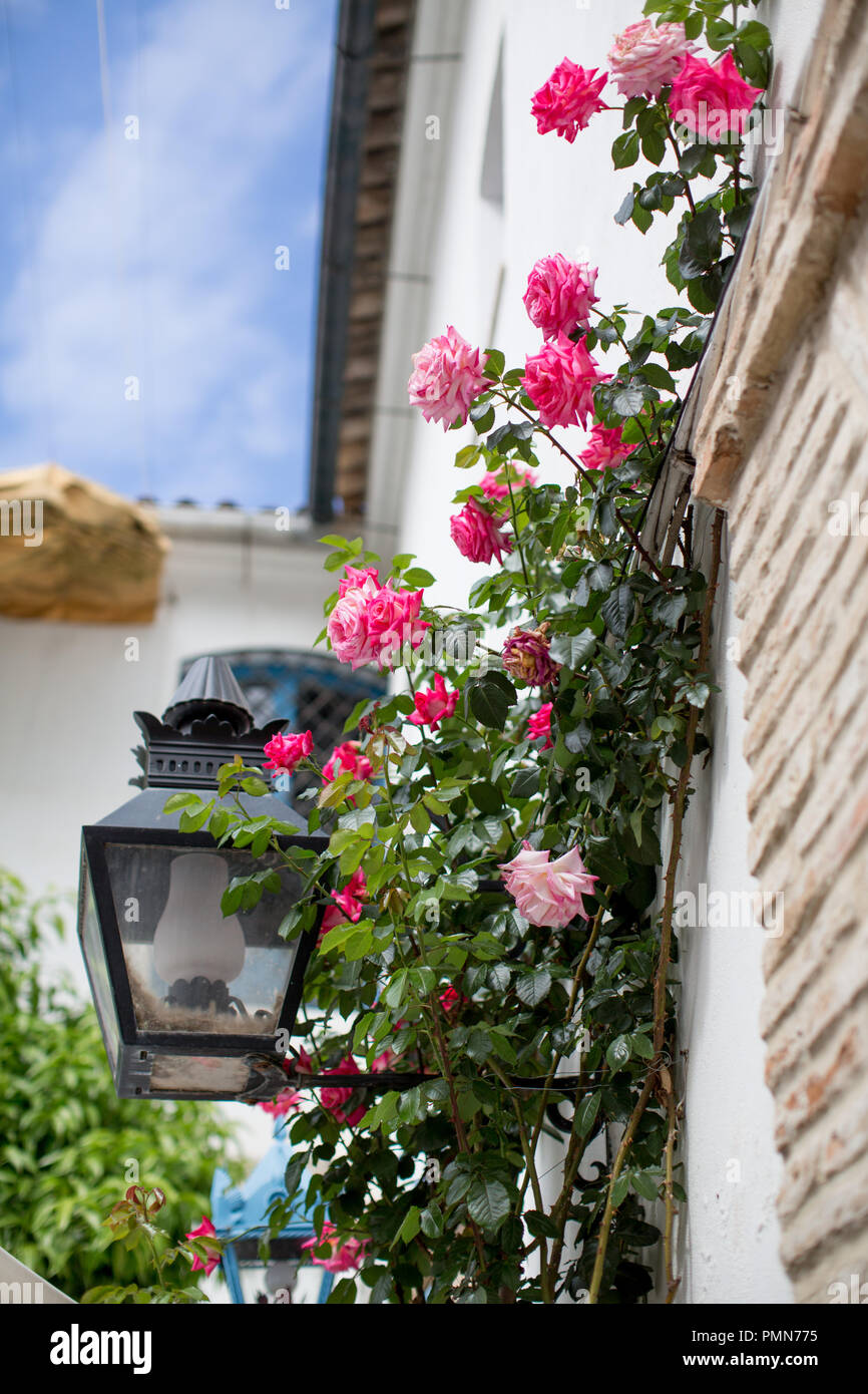 Rosa brillante che si arrampica sulle rose che crescono su un traliccio sul lato di un edificio bianco dall'aspetto mediterraneo. Verticale. Primo piano. Foto Stock