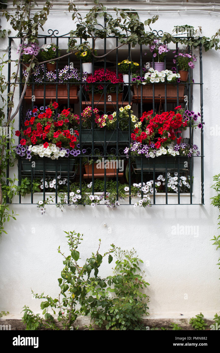 Fiori dai colori vivaci che cresce in scatole di finestra in una cornice per una finestra in un bianco casa murata in Europa Foto Stock