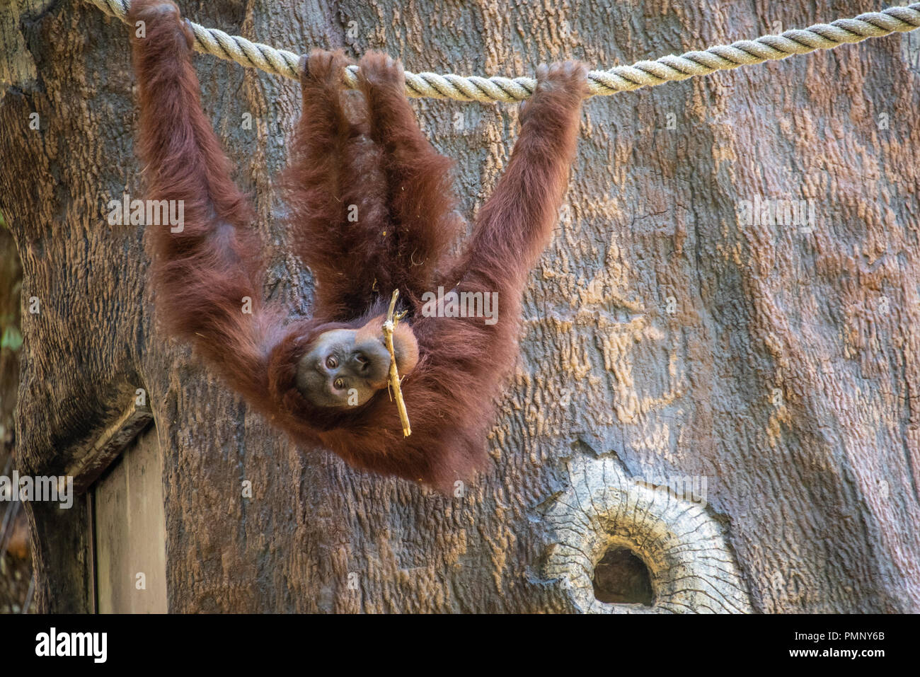 Bornean orangutan (Pongo pygmaeus) appeso a testa in giù da una corda a Zoo di Atlanta vicino a downtown Atlanta, Georgia. (USA) Foto Stock