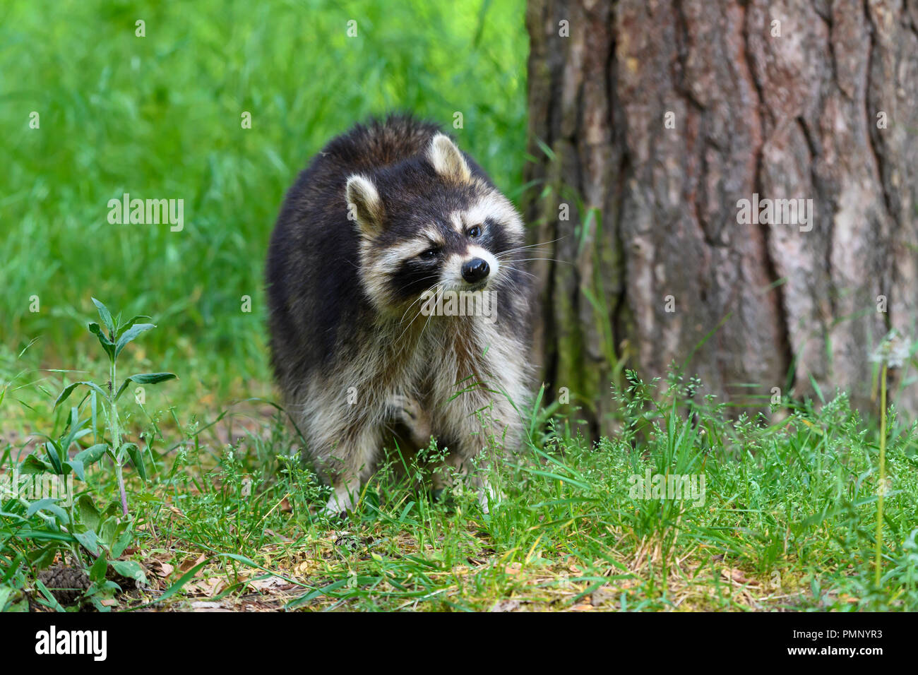 Procione, Procione lotor, Germania, Europa Foto Stock