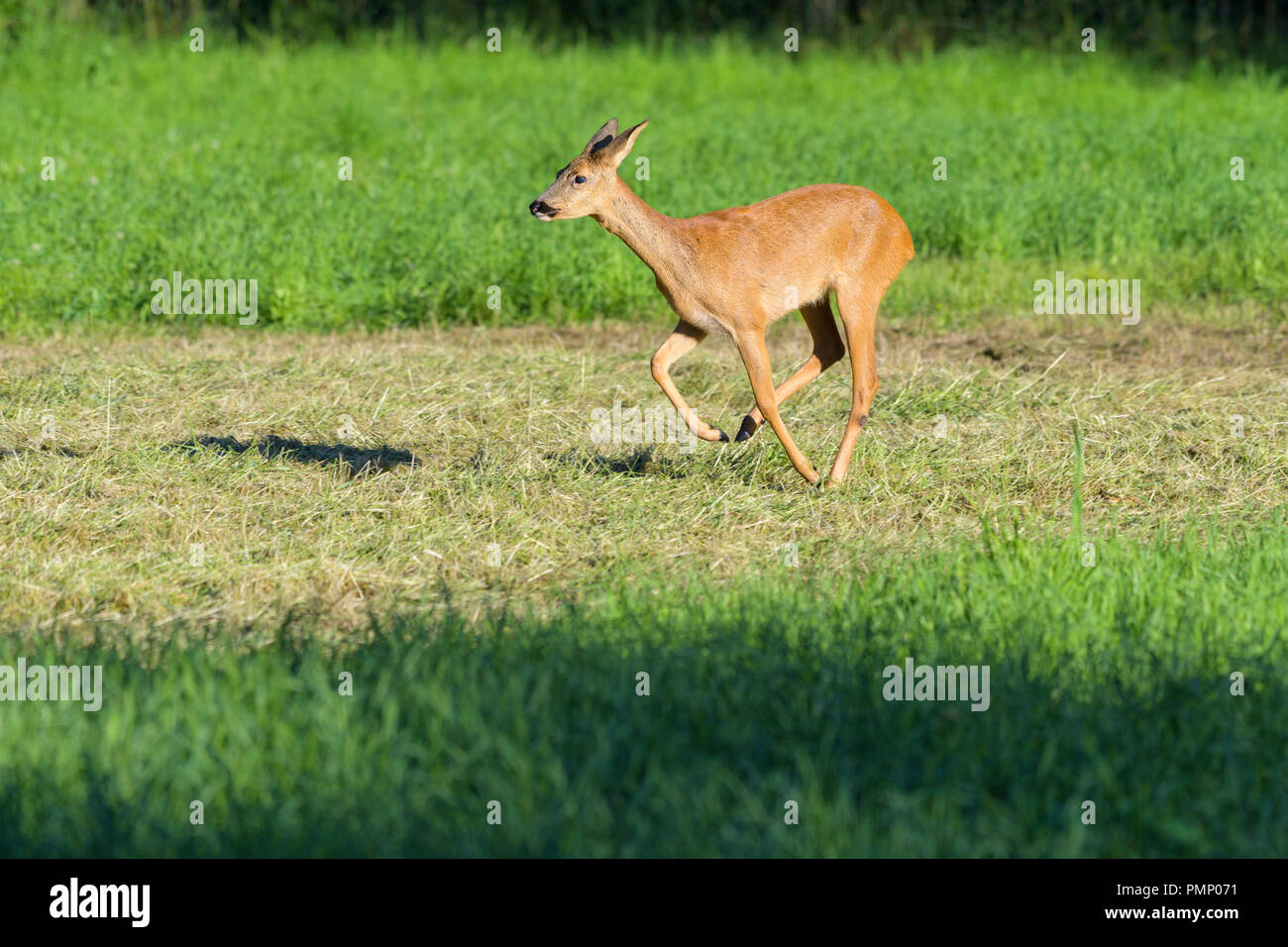 Il Capriolo Capreolus capreolus, femmina è in esecuzione, estate, Germania, Europa Foto Stock