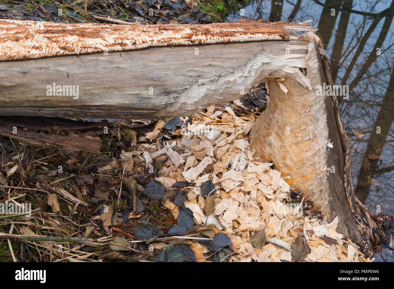 Tronchi di alberi rosicchiati da castoro europeo, Castor fiber, Spessart, Baviera, Germania, Europa Foto Stock