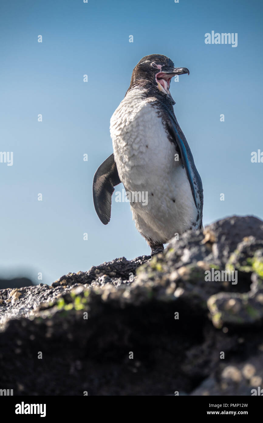 In via di estinzione le Galapagos penguin (Speniscus mendiculus) Foto Stock