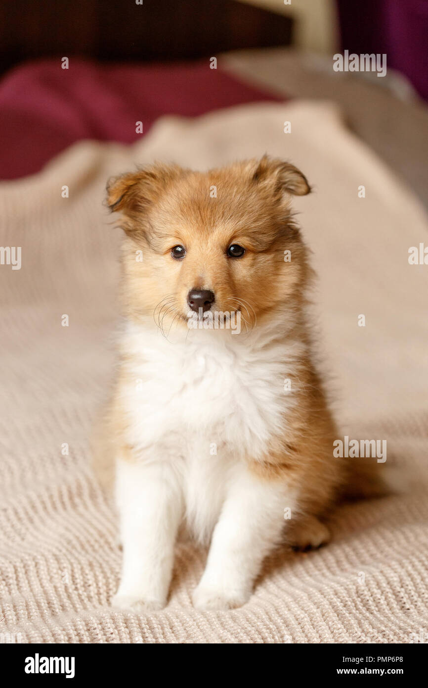Sheepdog Shetland. Ritratto di soffici seduta sheltie cucciolo di cane Foto Stock