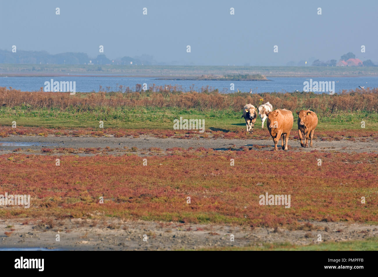 Limousine (Bos taurus) Bovini, mucca Foto Stock