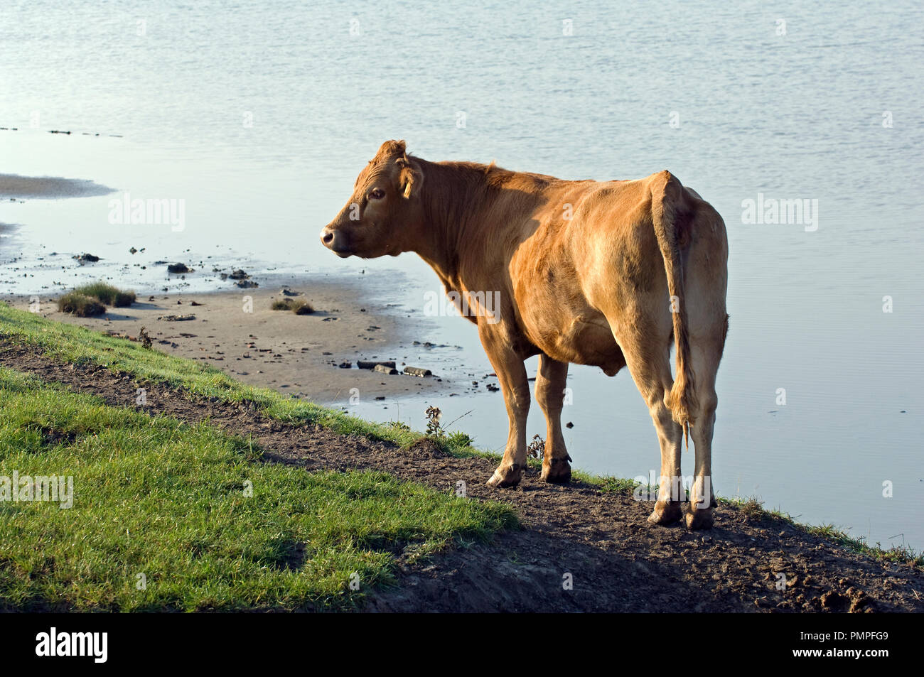 Limousine (Bos taurus) Bovini, mucca Foto Stock