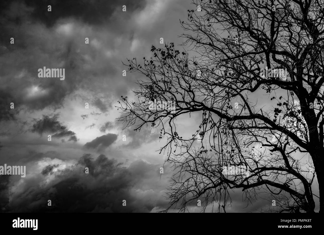 Silhouette albero morto su dark sky drammatico sfondo per paura o la morte. Notte di Halloween. Disperato, di disperazione e di concetto del lamento. Creepy e spooky sc Foto Stock