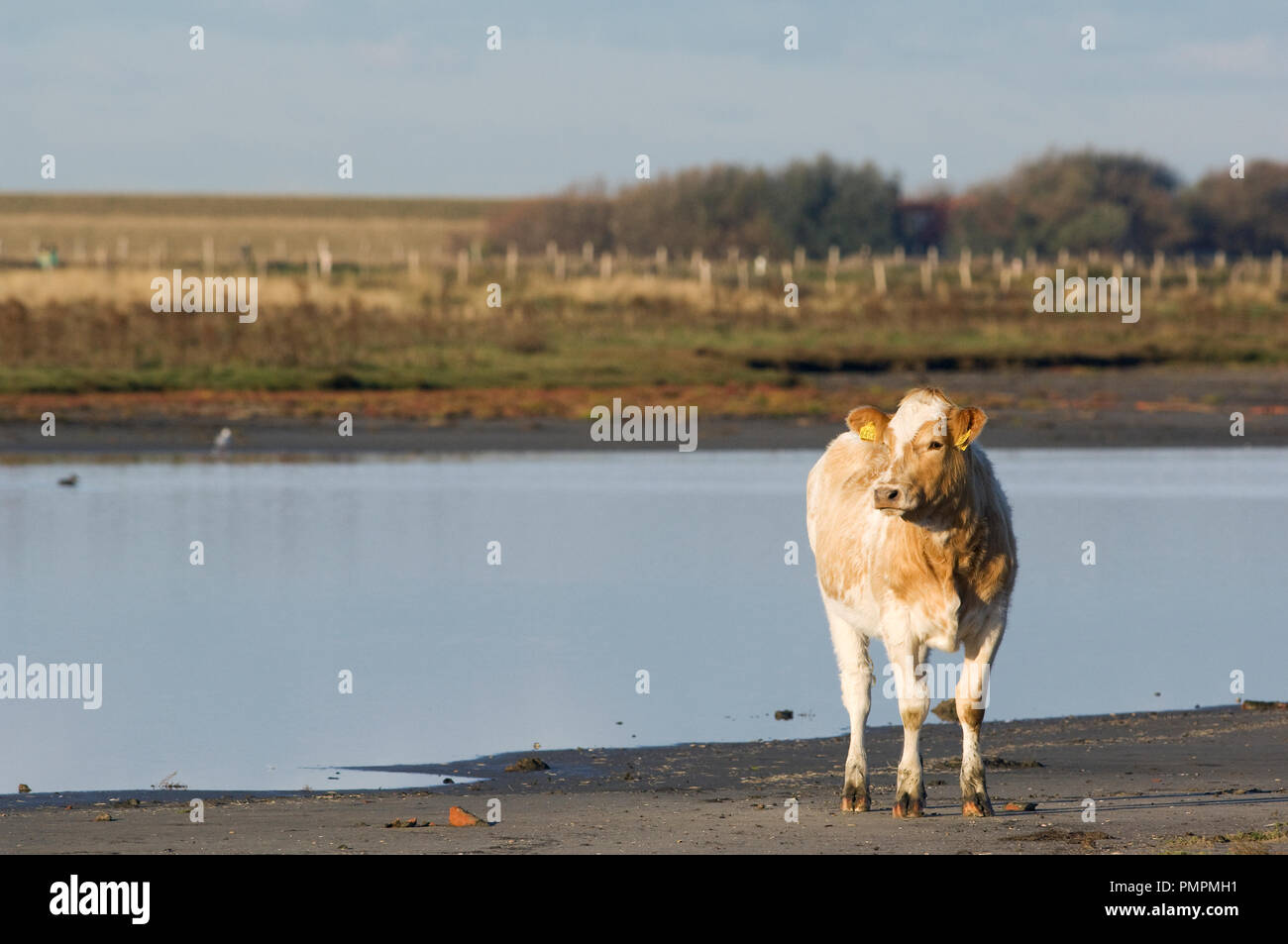 Rosso belga-pied bovini (Bos taurus) di vitello, Belgio // Vache pie-rouge belge Foto Stock