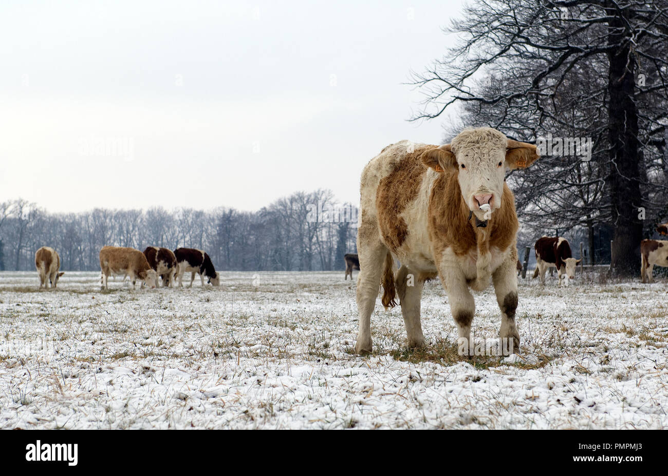 Montbeliarde bovini (Bos taurus) vitello in inverno, Francia Foto Stock