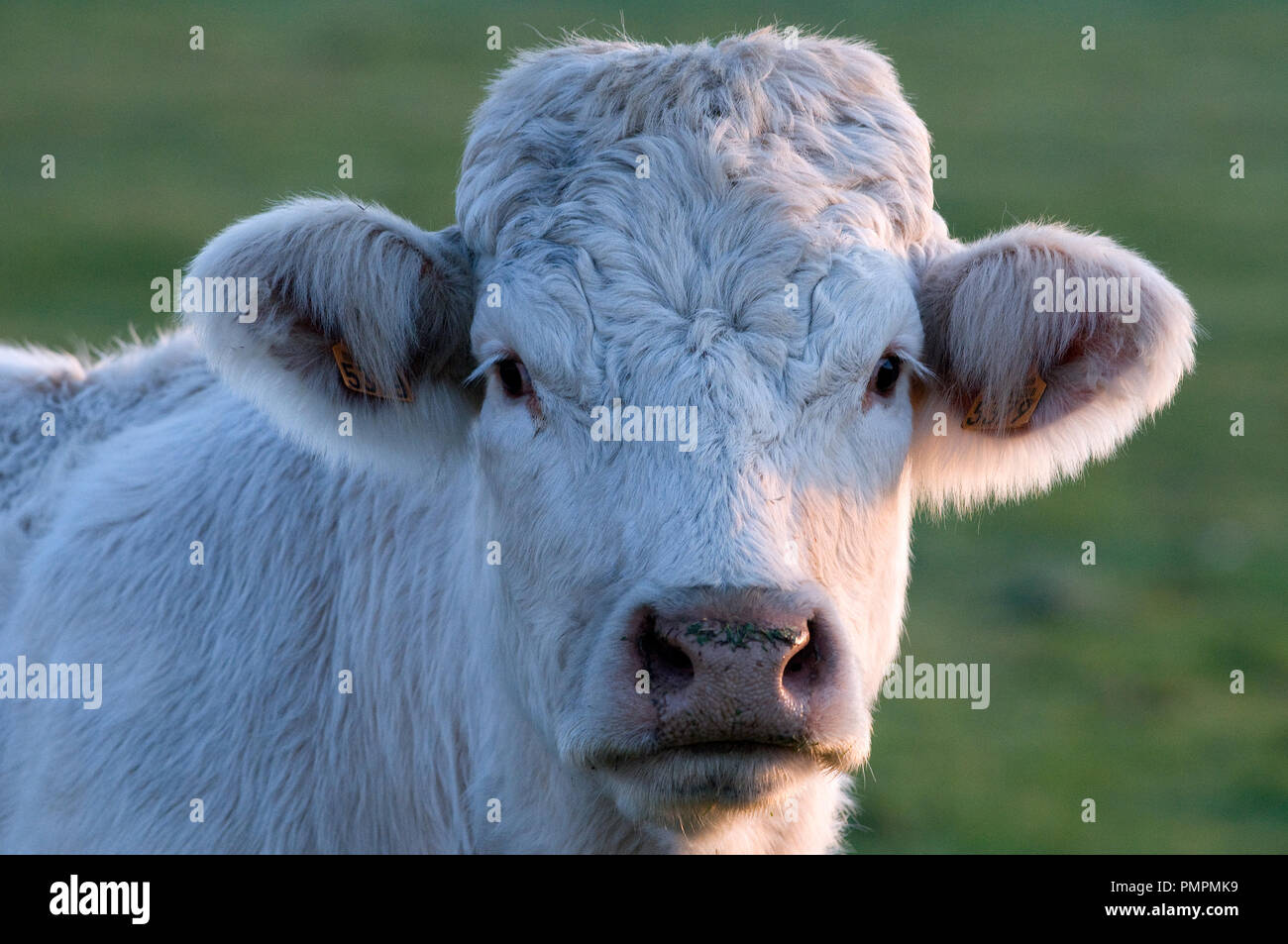 Charolais bovini (Bos taurus) di vitello, Francia Foto Stock