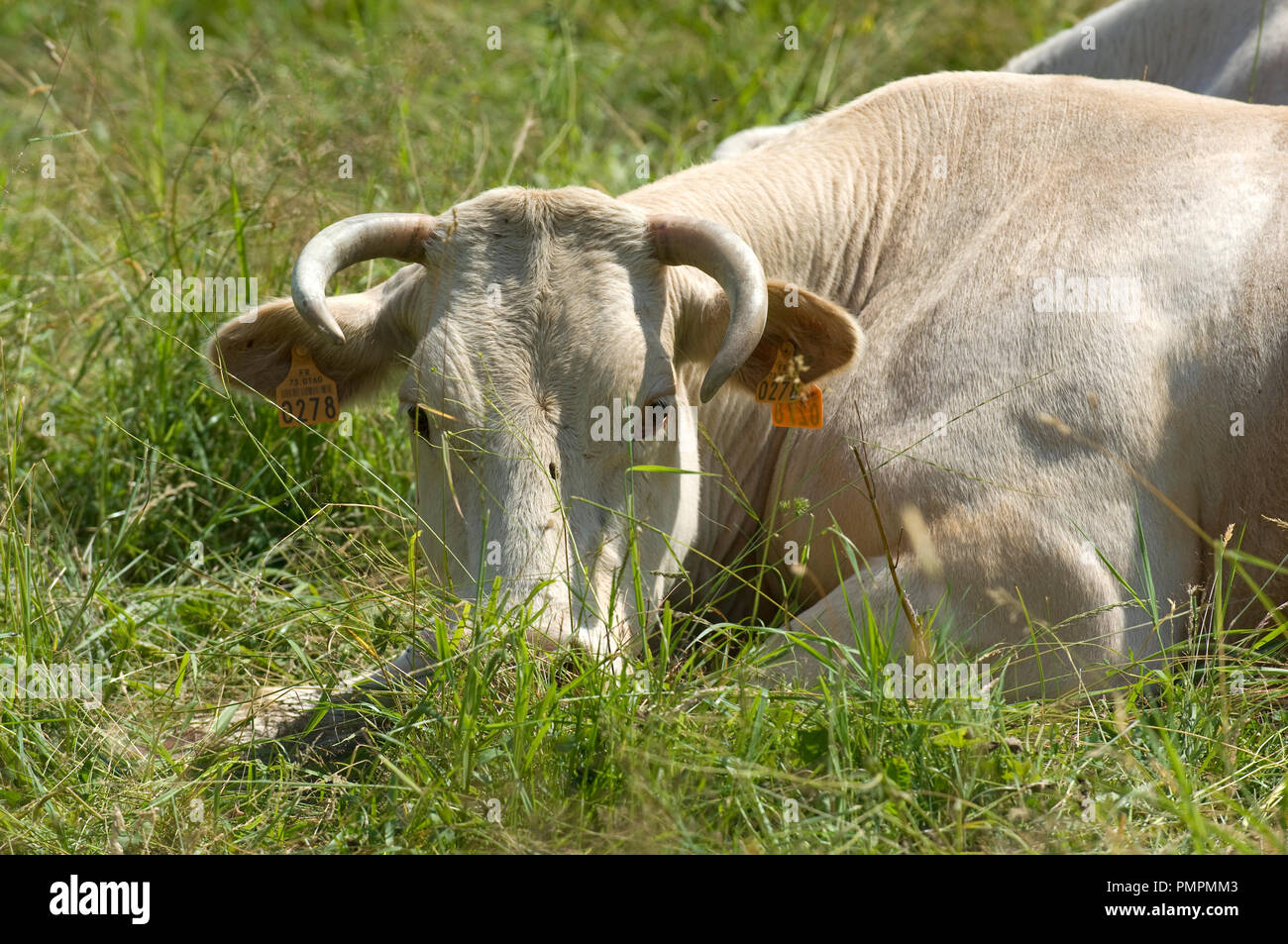 Blonde d Aquitaine (Bos taurus) bovini, Francia // Foto Stock