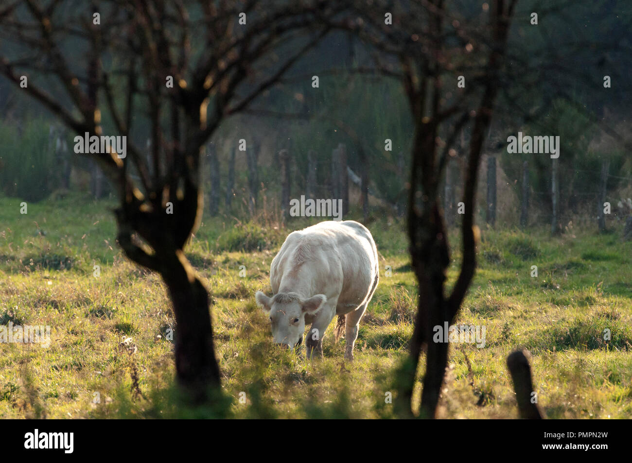 Belga Blue Bovini (Bos taurus) Belgio Bleu-blanc-belge Foto Stock