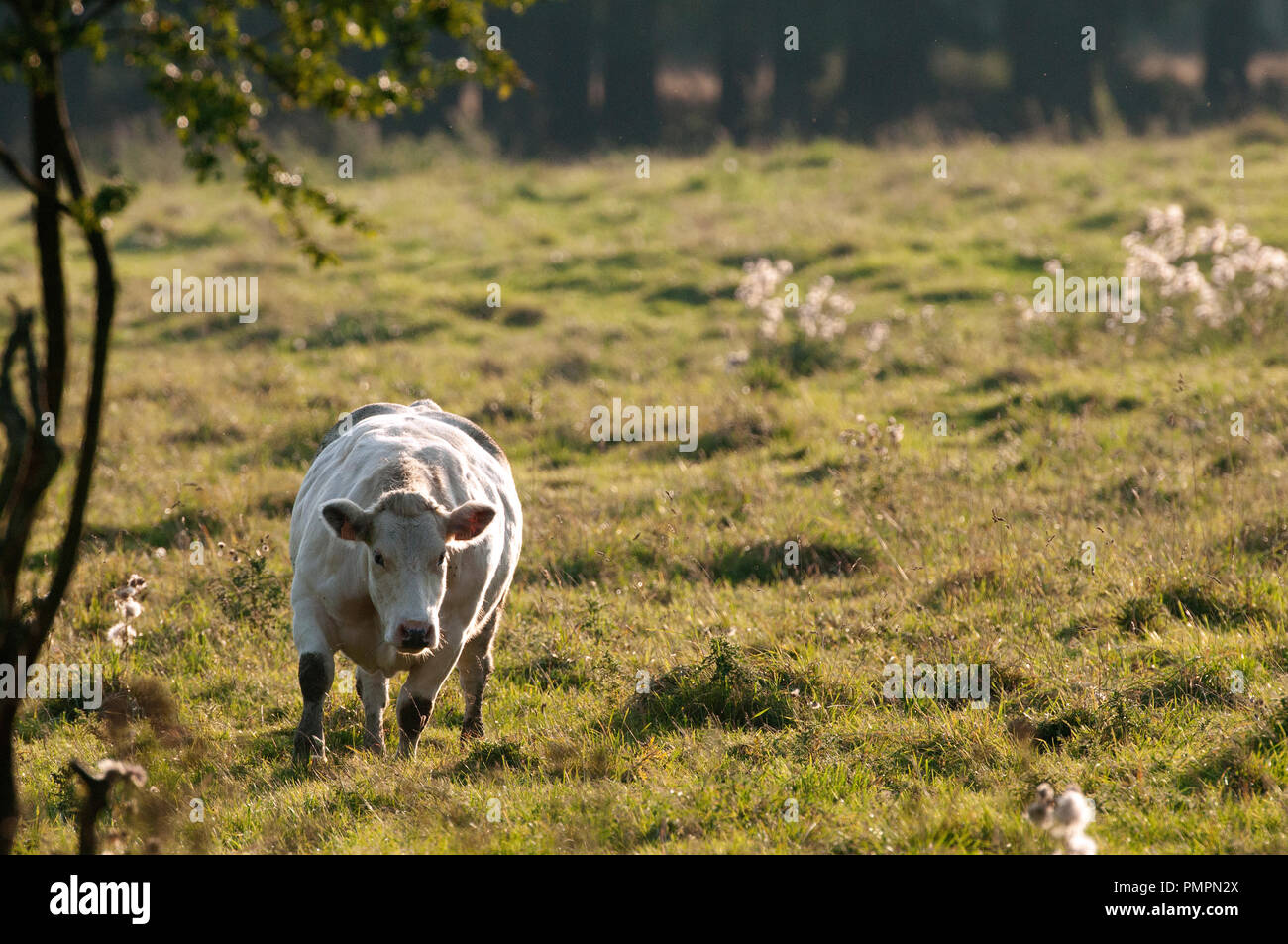 Belga Blue Bovini (Bos taurus) Belgio Bleu-blanc-belge Foto Stock