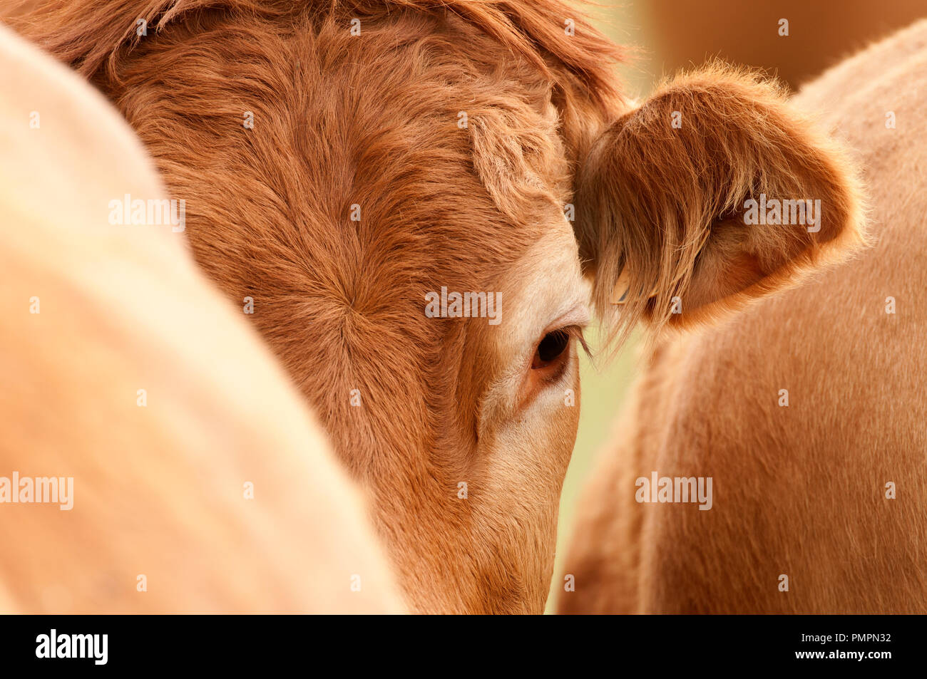 Vache - mucca - Bovini - Limousine Foto Stock