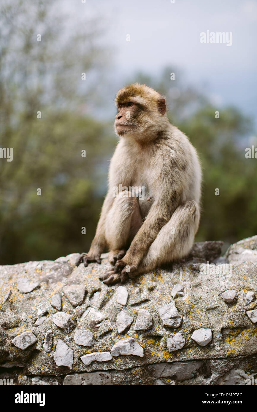 Una Barberia scimmia macaco seduto su una parete. Lo sfondo è soft focus alberi (profondità di campo). Gibilterra Foto Stock