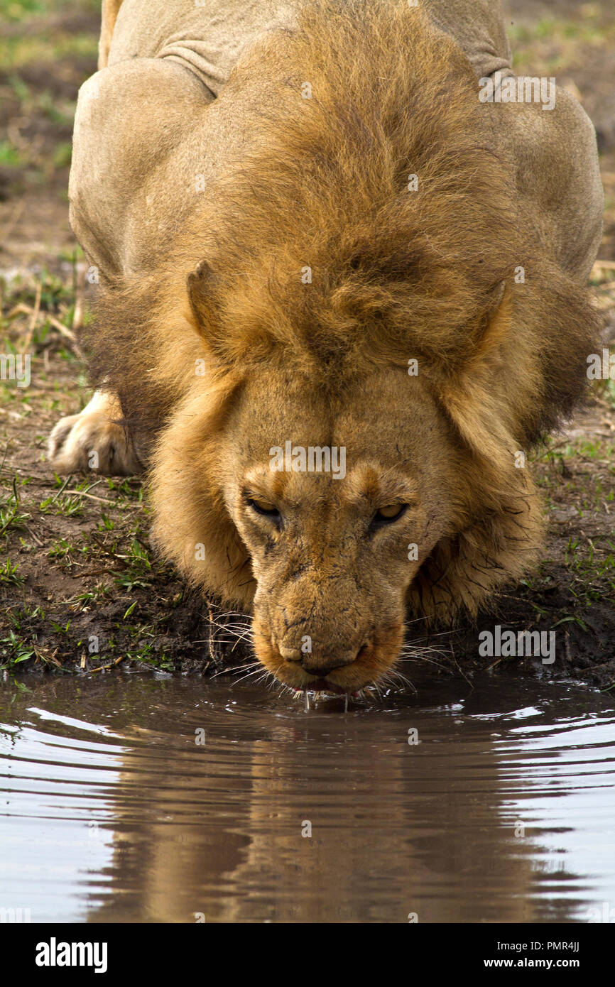 Un grande leone maschio pause dal gorging a Ippona per placare la sua thrist in una pioggia riempito la piscina Foto Stock