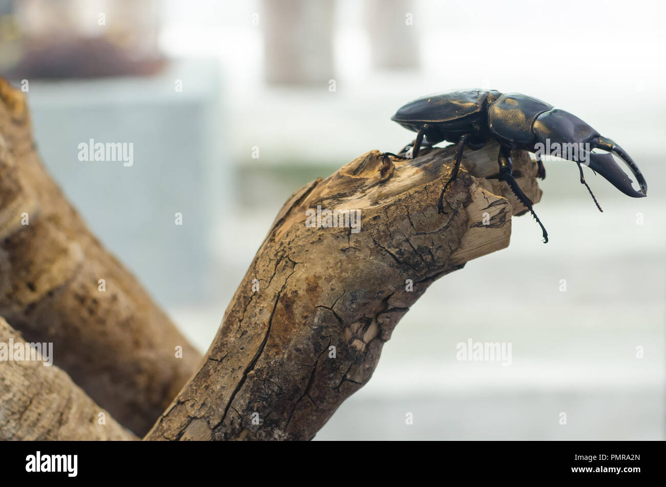 Tre coleotteri corno che salpano sulla pianta. Foto Stock