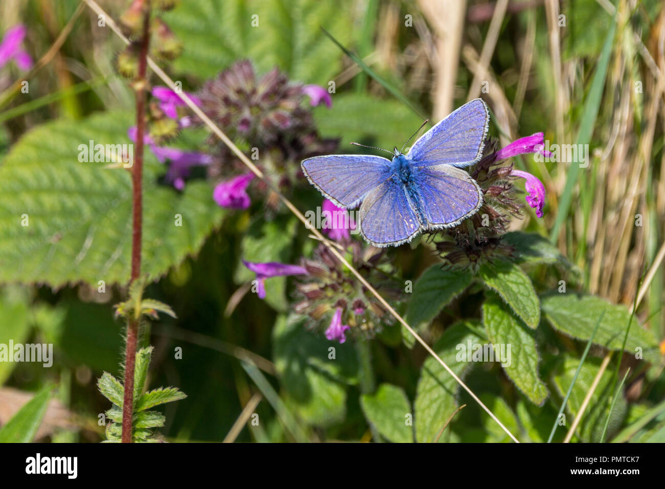 Comune di blue butterfly (Polyommatus icarus) su viola la vegetazione in fiore. Area costiera semi bosco e prato habitat. Aprire ali viste dall'alto. Foto Stock