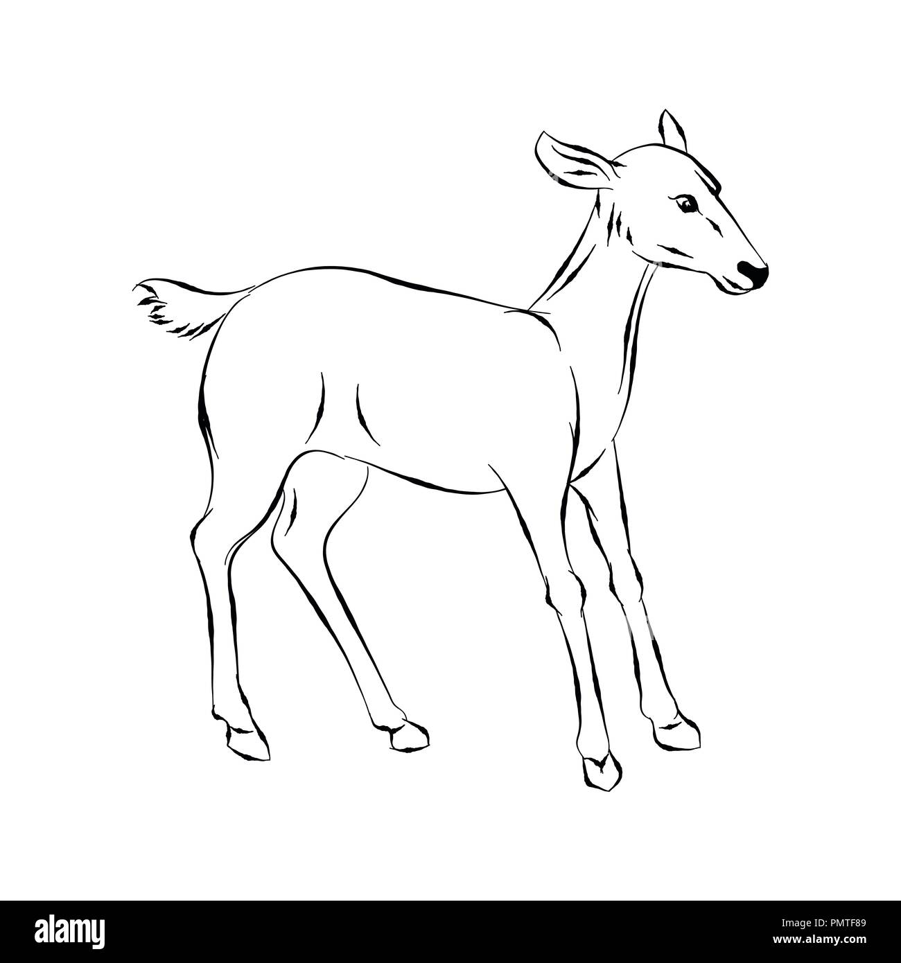 Illustrazione di cervi, grazioso Baby animali. Colorazione fulvo disegnati a mano Vector Illustrazione Vettoriale