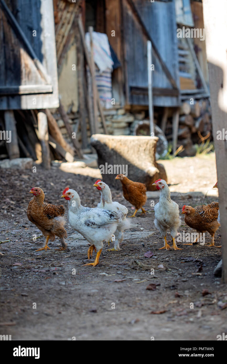 Il bianco e il rosso di polli in una fattoria. Le galline in un intervallo libero Foto Stock