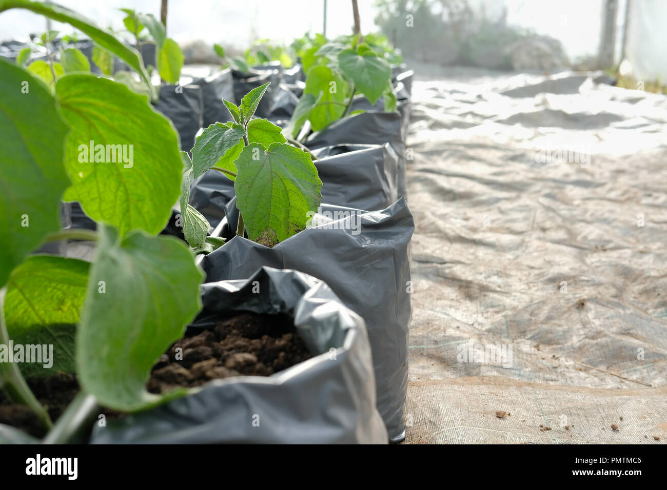 Ribes del capo che crescono in serra vivaio di piante con un gocciolamento di acqua impianto di irrigazione Foto Stock
