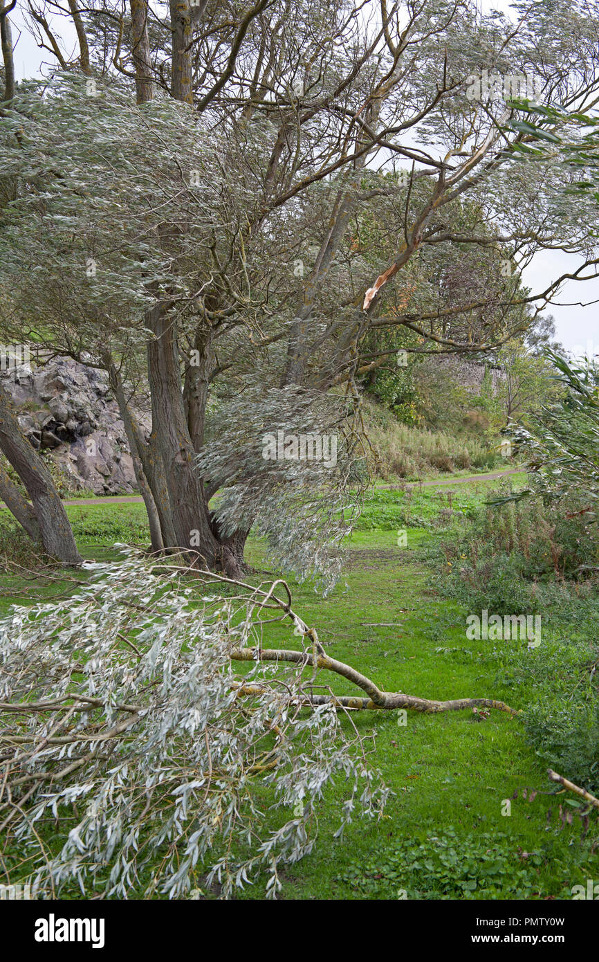 Duddingston Edimburgo, Scozia, 19 settembre 2018. Regno Unito tempesta meteo Ali, accanto a Duddingston Loch nel Parco Hoyrood severe gales hanno provocato gravi danni a diversi alberi che sono stati sradicati o grossi rami copiato da tronchi di Rowan e Willow esemplari, possibilmente a causa di alberi essendo in piena anta in questa prima parte dell'autunno. Foto Stock