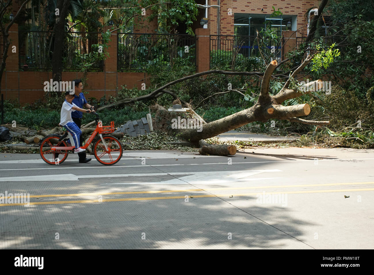 Sradicati i blocchi ad albero marciapiede come Typhoon Mangkhut hits Shenzhen, nella provincia di Guangdong in Cina meridionale. Foto Stock