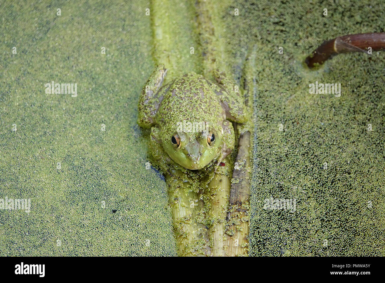 American bullfrog (Lithobates catesbeianus) in un stagno Foto Stock