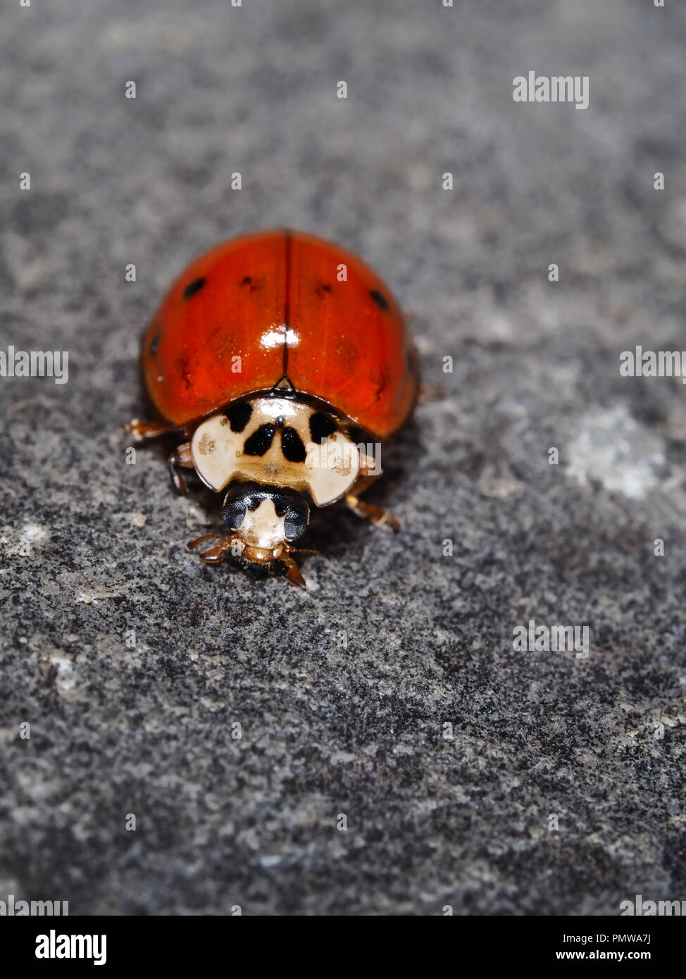 Macro shot di Harmonia axyridis (Asian ladybeetle) nello stato di New York, Stati Uniti d'America Foto Stock