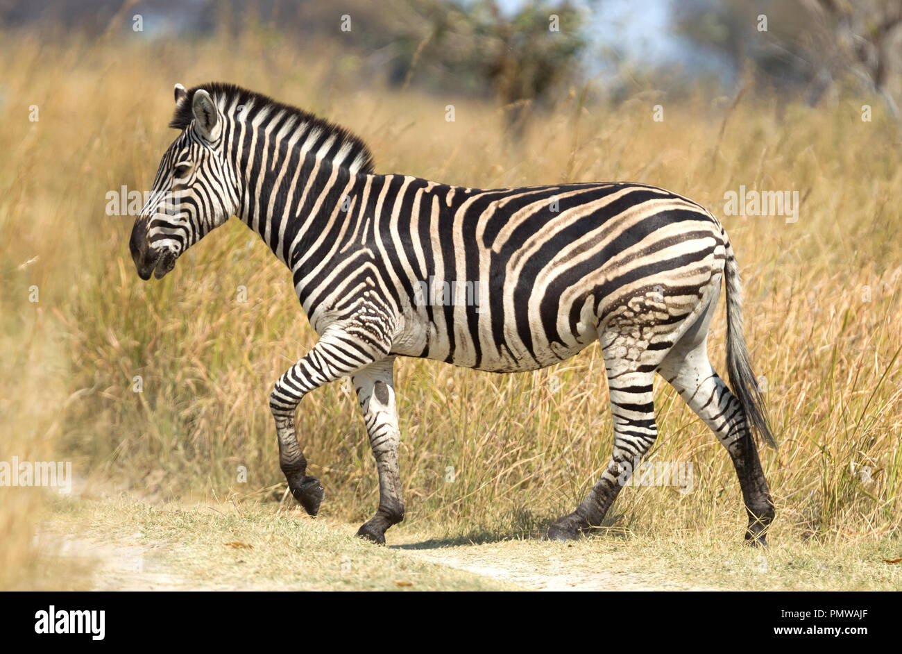 Damara zebra (Equus burchelli antiquorum) in Botswana Foto Stock