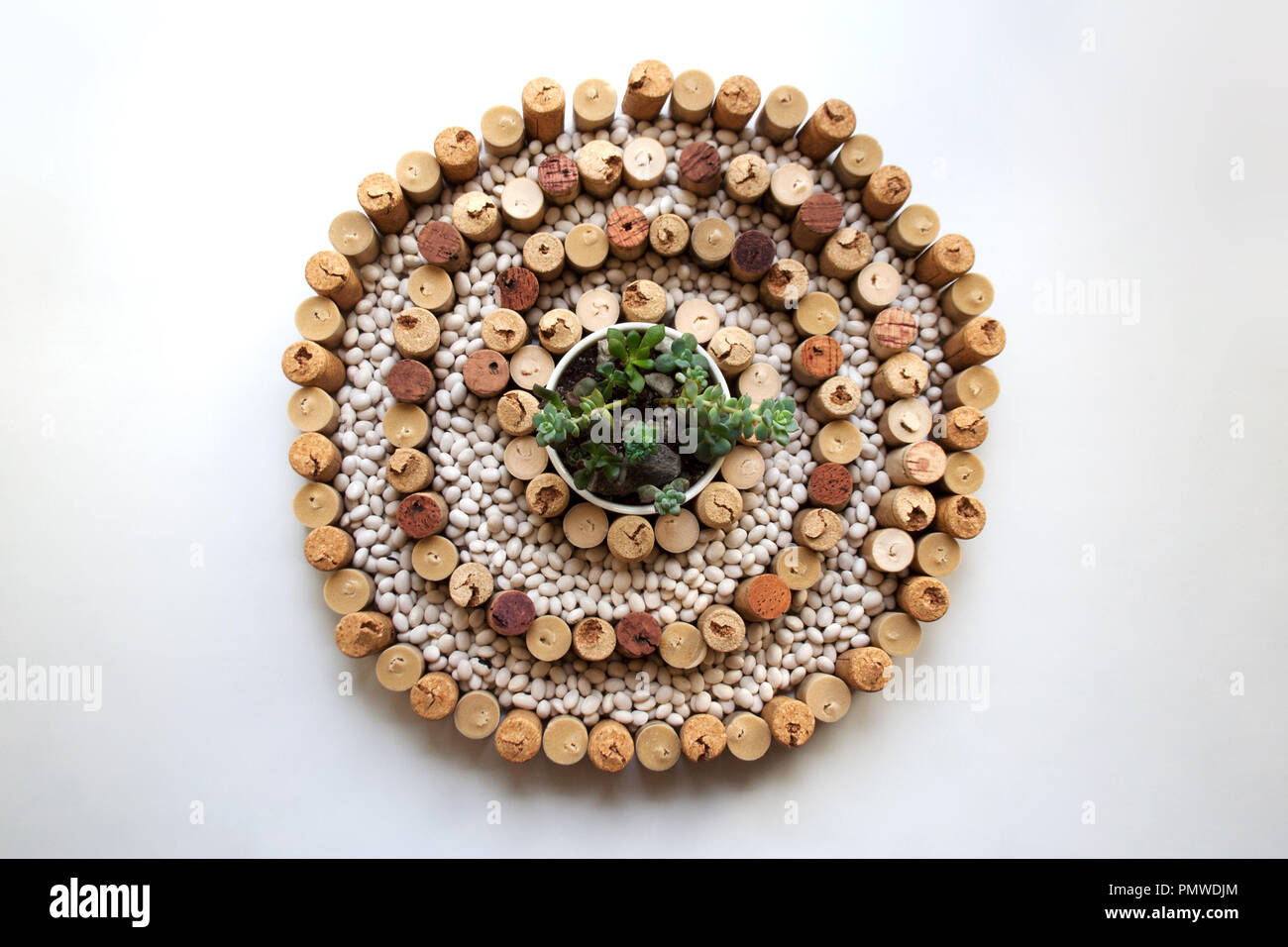Pietra giapponese concetto di giardino: vino tappi a forma di elica di composizione con i fagioli bianchi e piccoli vasi di piante succulente in centro Foto Stock Pietra giapponese concetto di giardino: vino tappi a forma di elica di composizione con i fagioli bianchi e piccoli vasi di piante succulente in centro Foto Stock