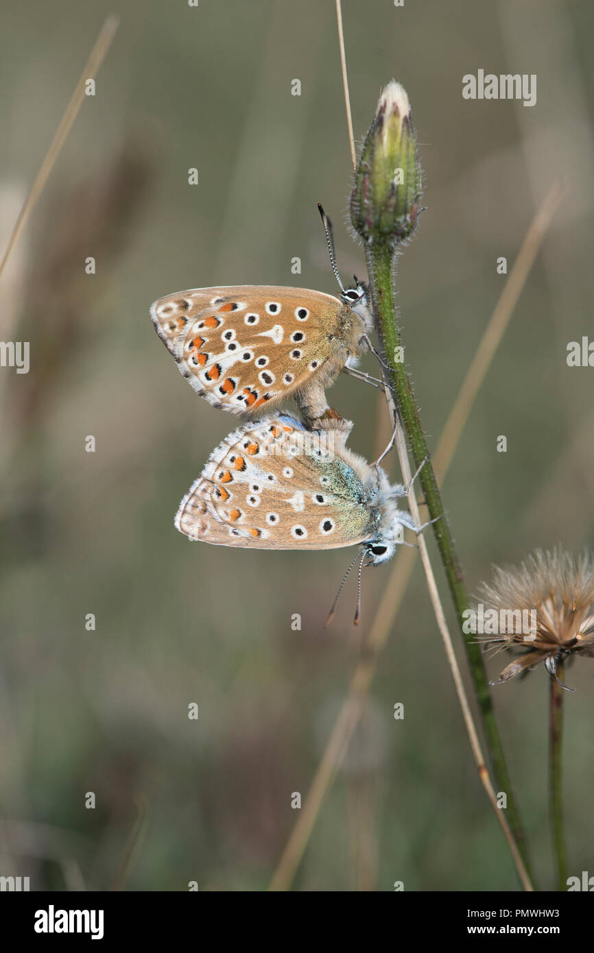 Adonis blu (Lysandra bellargus). Coppia di farfalle di accoppiamento con la femmina in alto Foto Stock