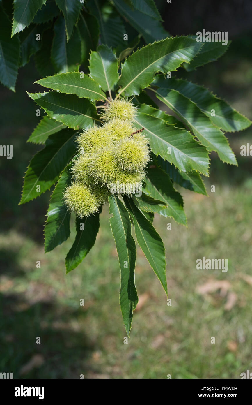 Frutti e foglie di dolce o di castagno (Castanea sativa) Foto Stock